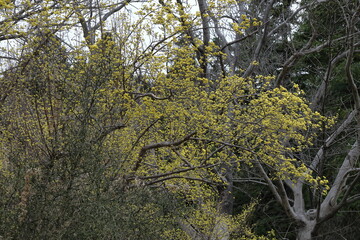 Obraz premium 庭のサンシュユ