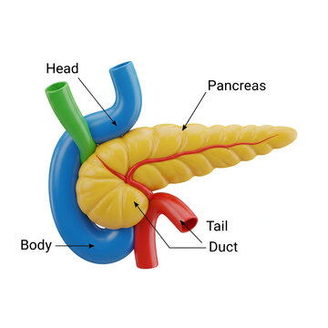 Detailed 3D Medical Illustration of the Human Pancreas Anatomy, Color-Coded and Labeled Diagram