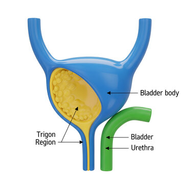 High-Quality 3D Medical Illustration of the Human Bladder, Labeled and Color-Coded