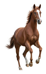 Obraz premium 美しい茶色の馬が力強く走るイメージ