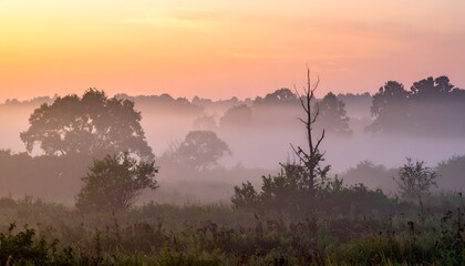 Fog-shrouded field with trees under dawn's light; soft hues of orange and pink in the sky create a serene scene