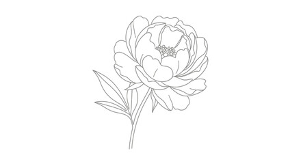 Elegant Peony Flower Line Art Illustration on White Background. © Awaludin