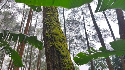Low angle shot of a mossy pine tree trunk surrounded by lush green banana leaves in a misty forest. © Aliioss