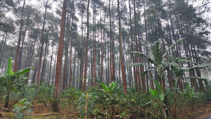 Fototapeta premium Dense pine trees and tropical vegetation mixed together in a misty highland forest.