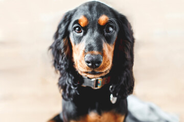 Black and tan Russian hunting spaniel dog portrait with long silky ears and expressive eyes on soft neutral background, showing purebred pet character, loyalty, intelligence and warm companionship 