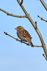 Fototapeta premium tree sparrow on a branch in the sun, with blue sky as background