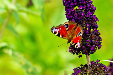 The European peacock butterfly (Aglais io)  © hecke71