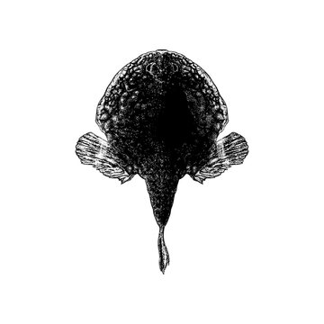 Hand-drawn batfish vector illustration in black and white style, featuring detailed texture and bold silhouette. Ideal for marine life themes, vintage designs, scientific illustrations, tattoos, etc.