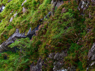 Fototapeta premium Lush green vegetation blankets a rugged rock face, with vibrant grasses, moss, and small bushes. Patches of purple heather add color among the grey stones, creating a wild, natural scene.