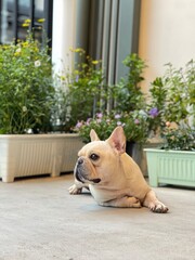 French Bulldog Lying on Patio Near Flower Pots