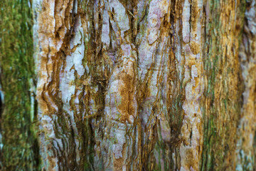 Obraz premium Macro detail of rough tree bark texture featuring vertical fibrous ridges, natural wood patterns, and traces of green moss