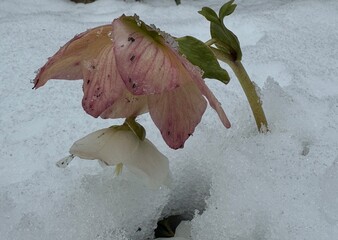 Eine Christrose im Schnee