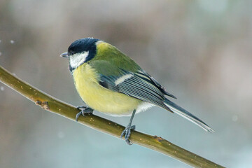 Obraz premium Great tit closeup. Tit on a tree. Winter bird portrait. Falling snow background. Yellow breast feathers. Sitting on branch. Heavy snowfall scene. Christmas. New Year. Small fluffy avian. Cold weather 