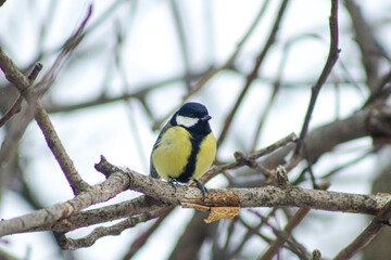 Obraz premium Great tit closeup. Tit on a tree. Winter bird portrait. Falling snow background. Yellow breast feathers. Sitting on branch. Heavy snowfall scene. Christmas. New Year. Small fluffy avian. Cold weather 