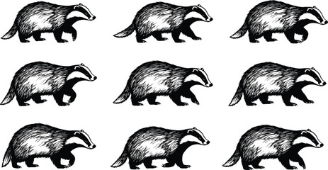 Vector, black, and, white, hand, drawn, illustrations, of, European, badgers, walking, in, various, poses, for, wildlife, nature, forest, and, animal, conservation, graphics © ROWSHON HABIB