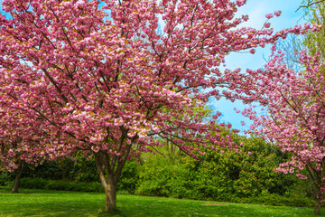 Stunning wide shot of a large cherry tree covered in vibrant pink blossoms. Located in a lush green public park with walking paths