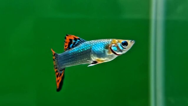A vibrant male guppy fish, showcasing its iridescent blue, orange, and black fins, gracefully swims in a clear freshwater aquarium against a simple green backdrop