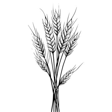 Illustration of a bundle of wheat stalks with detailed grains and sharp lines on a white background