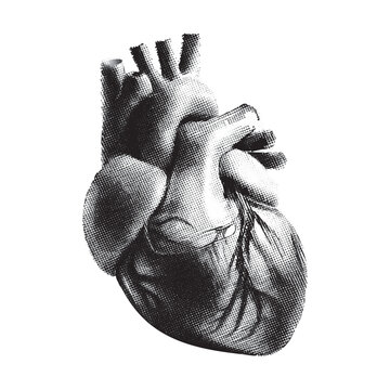 Human anatomical heart engraving illustration medical science biological art drawing monochrome