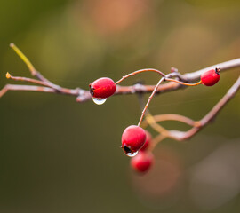 red berries on a branch
