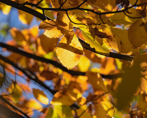 yellow autumn leaves