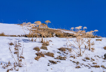 Plants in the mountains in winter