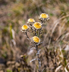 carlina vulgaris