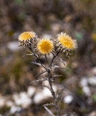 carlina vulgaris