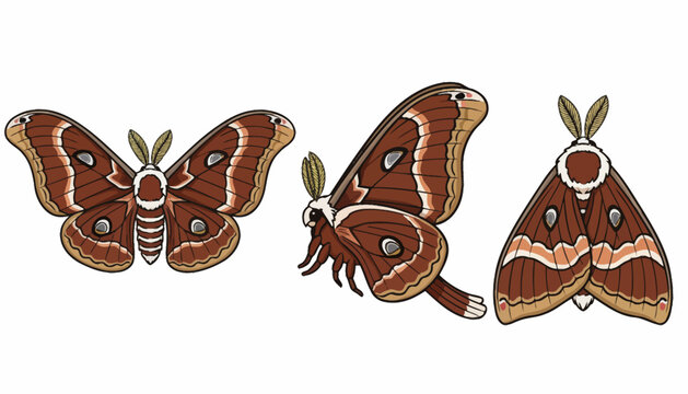 Illustrated Brown Moths with Wing Patterns in Various Poses.