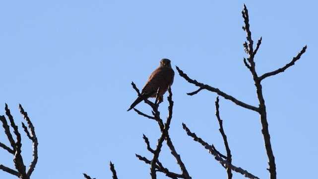 Eurasian kestrel perching Falco tinnunculus on a bare tree branch against a clear blue sky