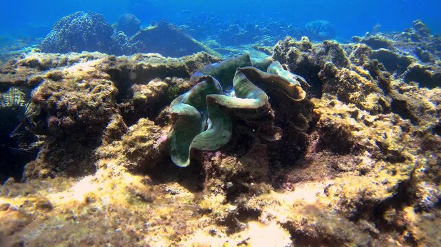 Slow motion underwater video of giant clam Tridacna gigas on coral reef with tropical fish swimming around near the coast of Borneo. Marine wildlife scene showing reef ecosystem and aquatic