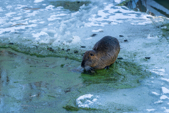 Ein Nutria am Eisrand beim fressen
