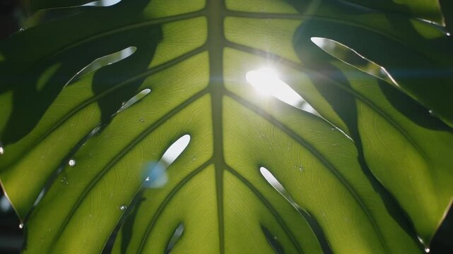 Sunlit green leaf with water droplet vein pattern, backlit close up texture and natural light. backlit green split leaf philodendron sun flare