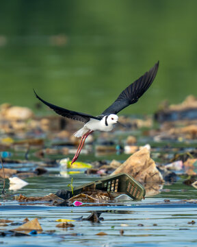 black winged stilt