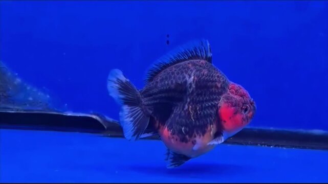 Beautiful black oranda goldfish with vibrant red head wen swimming in blue background aquarium.
