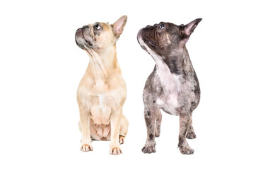 Obraz premium Two cute French bulldogs together, looking up and to the side, isolated on white background