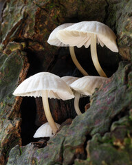 Small fungi in a tree hollow