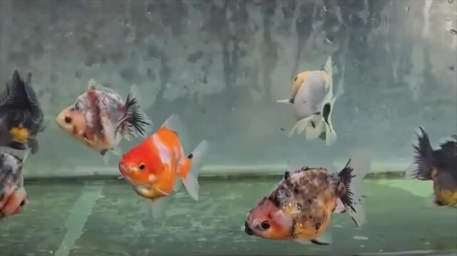 A diverse group of fancy goldfish swimming gracefully in a freshwater aquarium