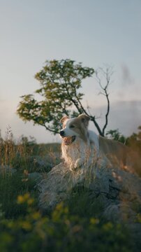 A red Border Collie lies on a rock in the mountains against the backdrop of the sky, tree and mountains at sunset. The cute dog smiles.