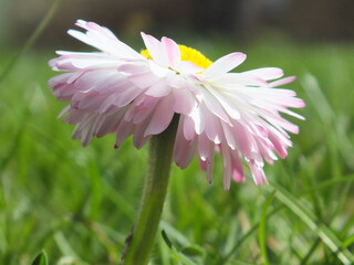 Common Daisy (Bellis perennis) white and pink petals macro close up © TPS
