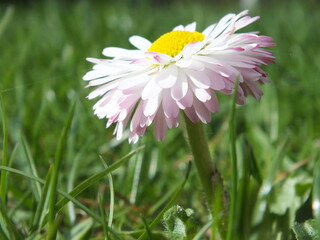 Common Daisy (Bellis perennis) white and pink petals macro close up © TPS