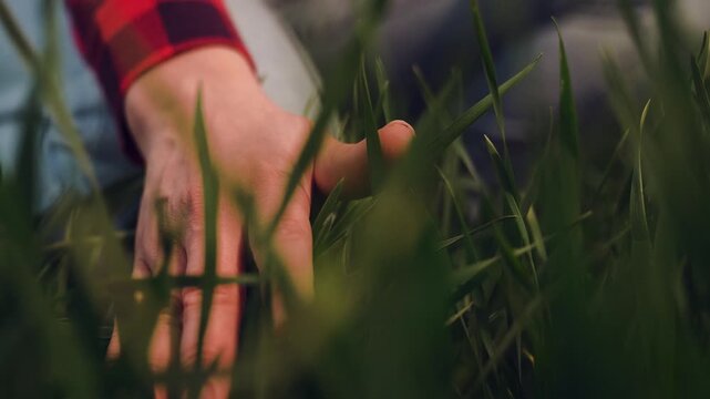 farmer hand finger touches stems green wheat leaves field sunset, agriculture farm business, s sunset end, wheat caress hand, hand feeling wheat, sunset wheat field, agricultural sunset glow, golden
