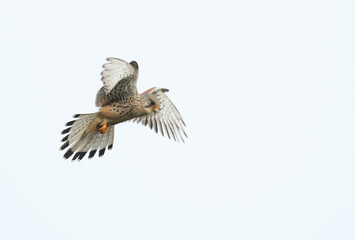 Fototapeta premium A magnificent hunting Kestrel, Falco tinnunculus, hovering in the sky.