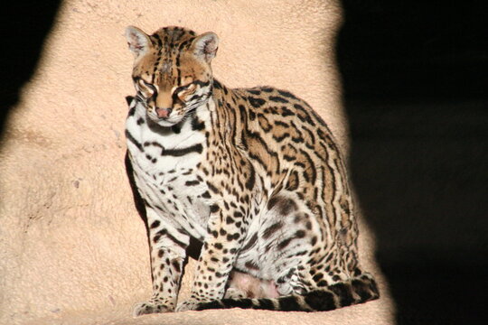 An Ocelot at a local zoo