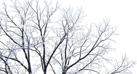 Fototapeta premium Frost-covered tree branches against a white backdrop, symbolizing winter's embrace isolated on transparent background