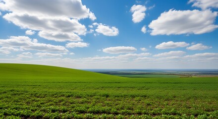 Obraz premium Vibrant green field under stunning blue sky with fluffy white clouds