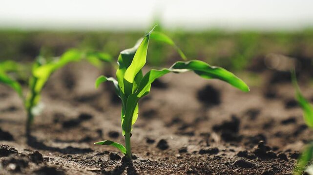 Corn sprouts grow in field. Close up, green fresh corn leaves illuminated by sun fluttering in wind. Corn crops in agricultural field, farm business. Cultivation growth of corn plants in farm field.