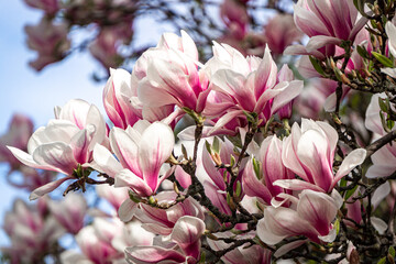 Pink blooming magnolias in the spring garden	