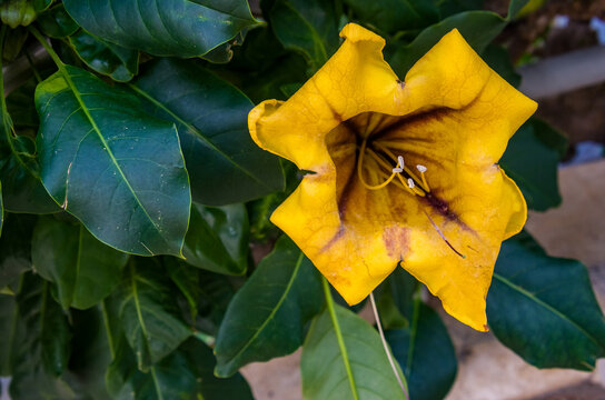 Flor amarilla de gran tama&ntilde;o de Solandra maxima, planta de la familia Solanaceae 
