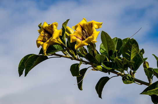 Flor amarilla de gran tama&ntilde;o de Solandra maxima, planta de la familia Solanaceae 